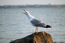 Black Sea birds 2009